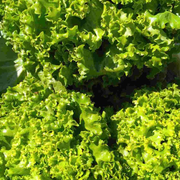 Laitue serre BIO