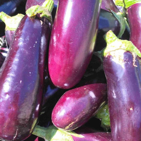 Aubergine BIO
