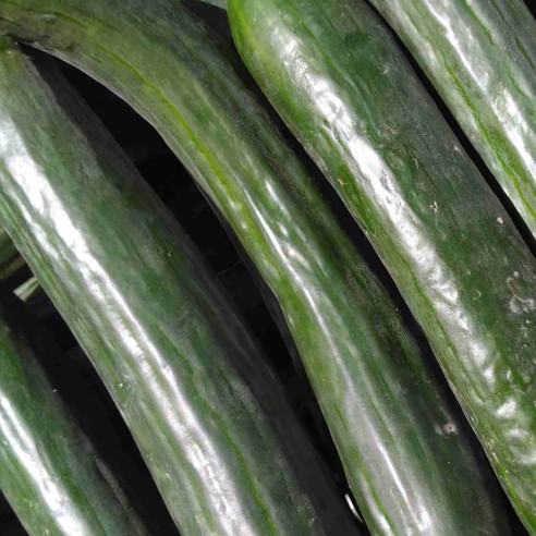 Concombre BIO