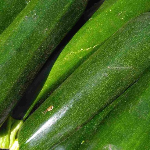 Courgette serre BIO