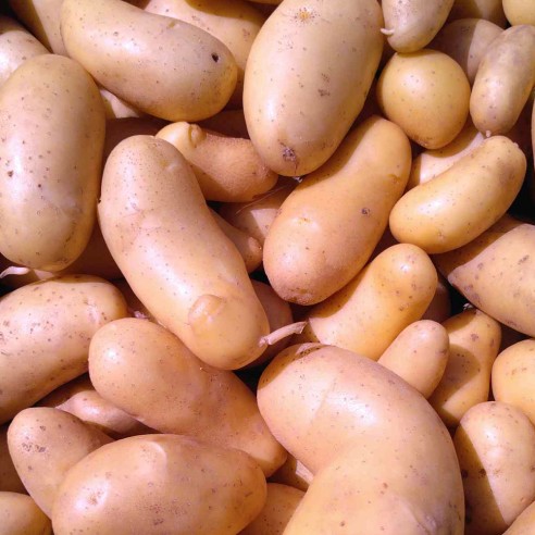 Pommes de terre primeur BIO