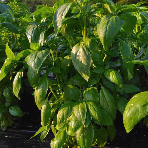 Basilic BIO