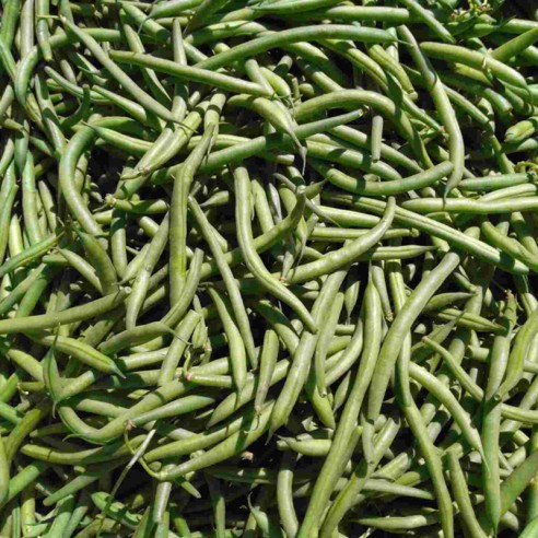 Haricot vert BIO