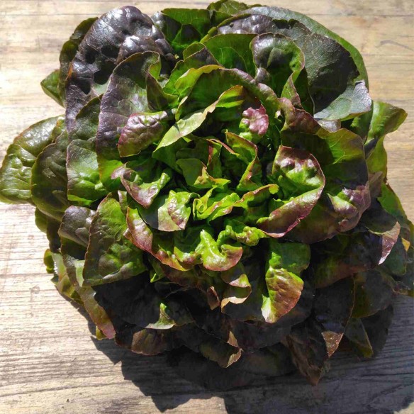 Laitue rougette BIO