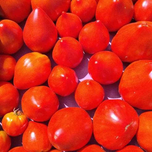 Tomate ancienne coeur de boeuf BIO