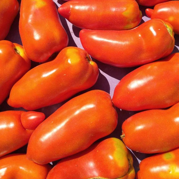 Tomate ancienne cornue des Andes BIO