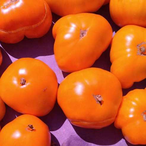 Tomate ancienne orange queen BIO