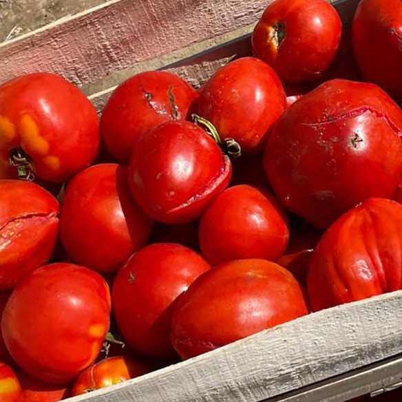 Caisse de tomates à coulis BIO