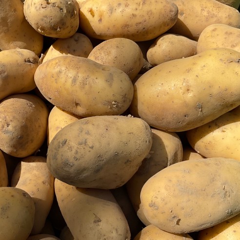 Pommes de terre de conservation BIO