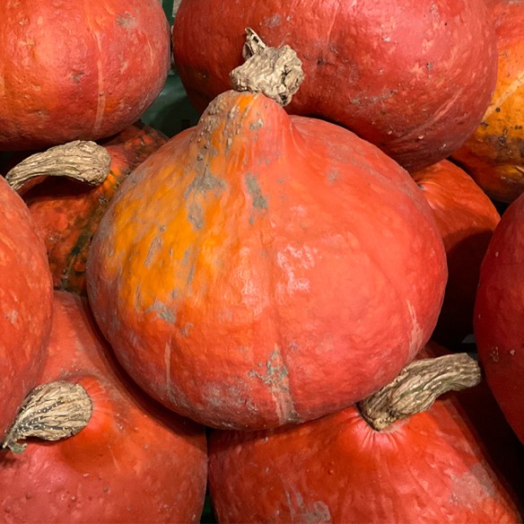 Courge potimarron BIO