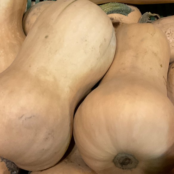 Courge butternut BIO