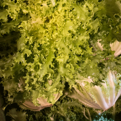 Chicorée frisée BIO