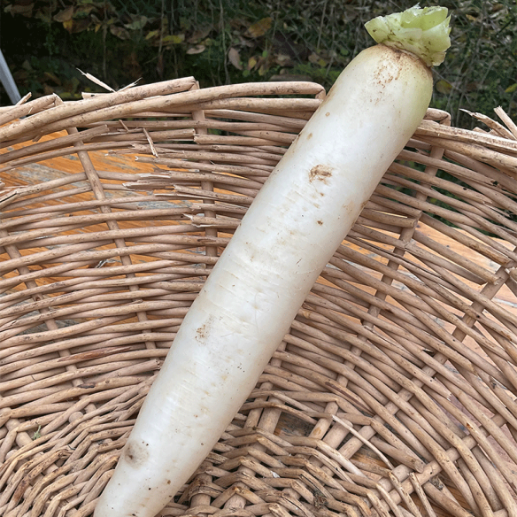 Radis daïkon BIO