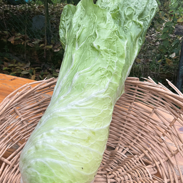 Chicorée pain de sucre BIO