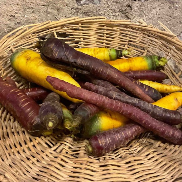 Carotte couleur BIO