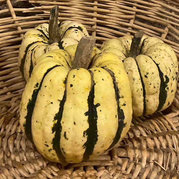 Courge patidou BIO