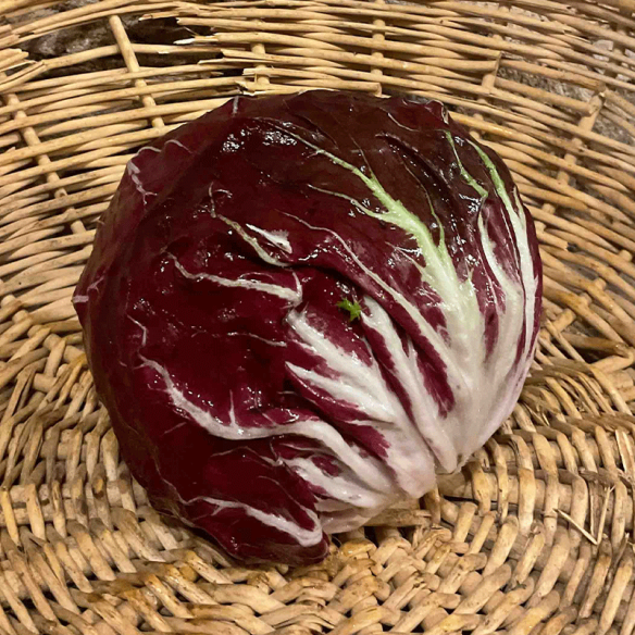 Chicorée chioggia BIO