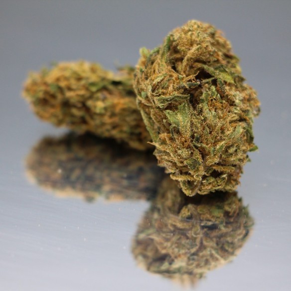 CBD HARLEQUIN - Fleurs de Canabis BIO - Direct Producteur