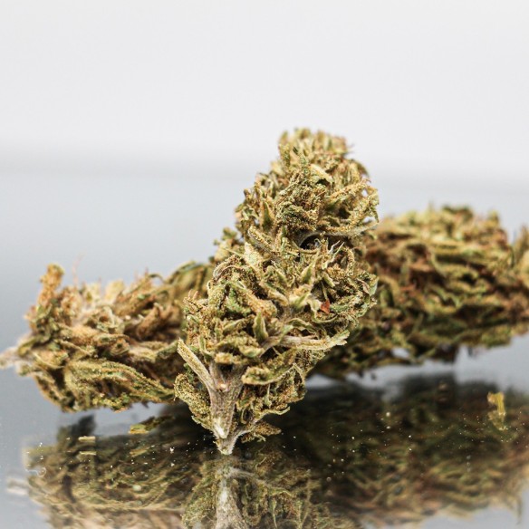 CBD LIMONCELLO - Fleurs de Canabis BIO - Direct Producteur