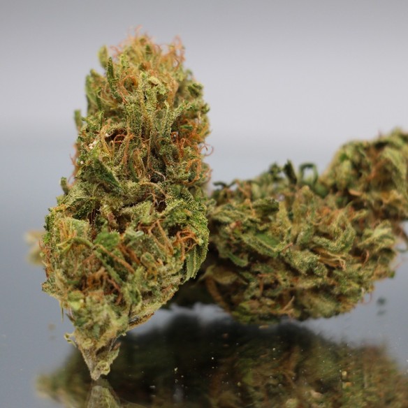 CBD SOUR SURVER HAZE - CBD Bio - Trikome