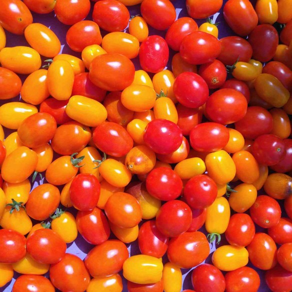 Tomate cerise BIO