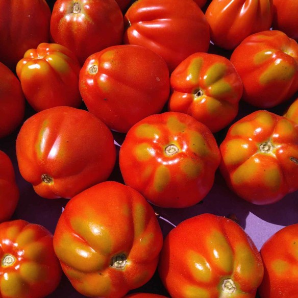 Tomate ancienne liguria