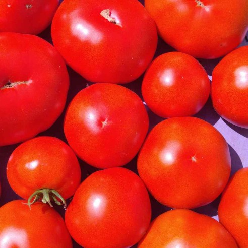 Tomate ronde BIO